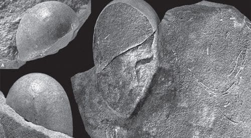 Les oeufs fossilisés Sankofa Pyrenaica sont de forme inhabituelle, ils sont âgés du Crétacé.