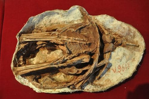 Fossile d'un dinosaure Sinornithoides.
