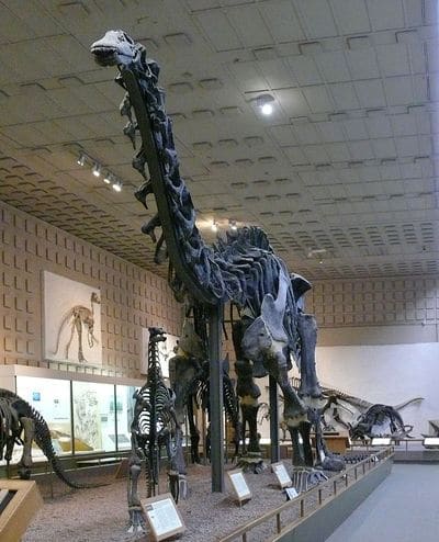 Apatosaurus excelsus ou Brontosaurus excelsus ? Holotype découvert à Como Bluff, Wyoming, USA, daté du Jurassique.