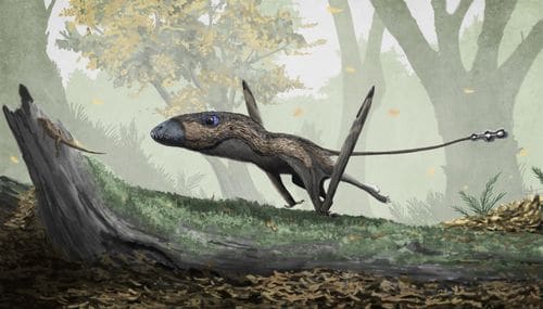 Dimorphodon macronyx en chasse.