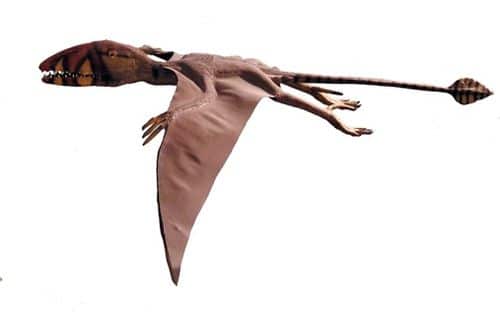 Dimorphodon en vol, anciennement qualifié de reptile volant, actuellement, c'est un diapside volant.