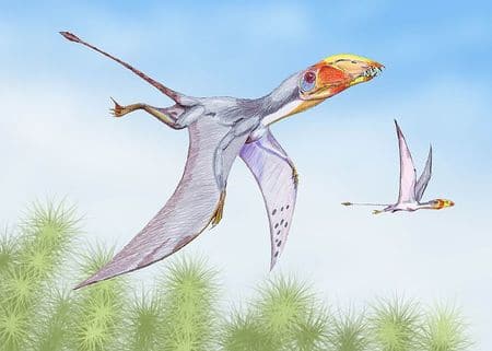 Dimorphodon, un reptile volant de la famile des ptérosaures qui a vécu au temps des dinosaures.