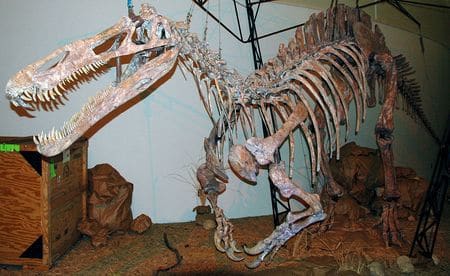 Squelette fossile du dinosaure Suchomimus.