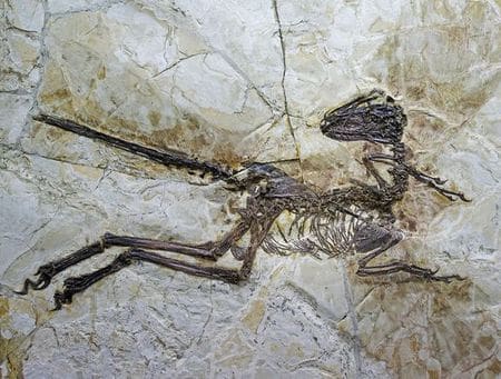 Dinosaure Zhenyuanlong.