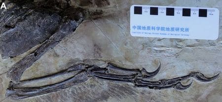 Patte fossilisée de Zhenyuanlong avec des plumes et griffes.