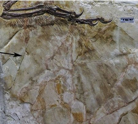 Aile avec plumes fossiles de Zhenyuanlong suni.