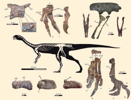 Fossiles du dinosaure Chilesaurus.