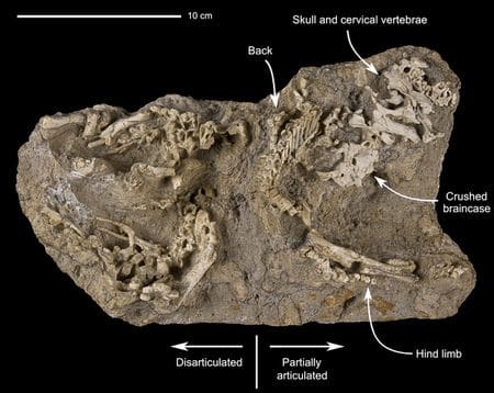 Bébés dinosaures fossiles encore dans leur nid.