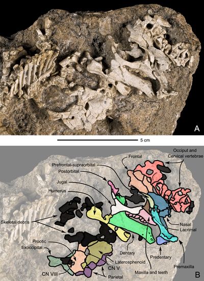 Bébé dinosaure fossile trouvé dans le désert de Gobi en Mongolie.