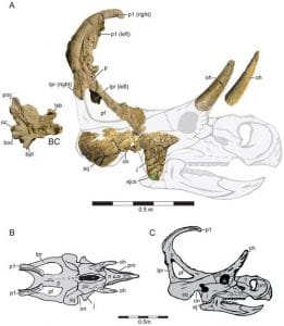 Fossiles retrouvés du crâne du dinosaure Machairoceratops.