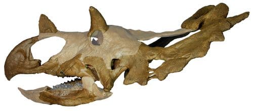 Crâne fossile du dinosaure Spiclypeus.