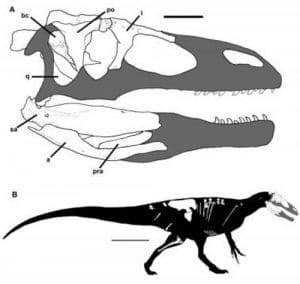 Fossiles retrouvés en Patagonie (Argentine) du dinosaure Murusraptor barrosaensis.