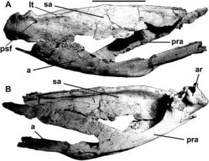 Murusraptor : éléments fossilisés de sa mâchoire.