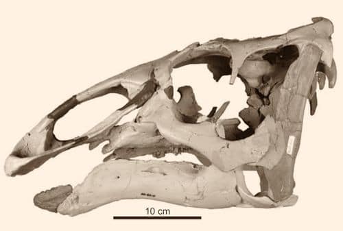 Crâne fossile du dinosaure Ugrunaaluk.