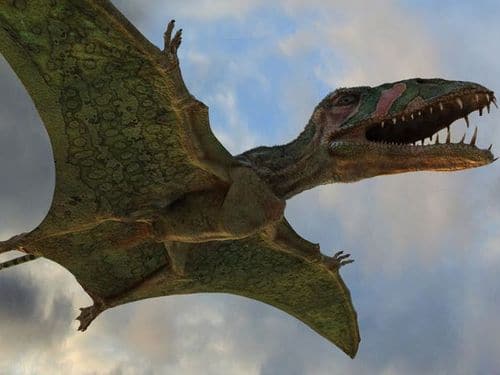 Le Ptérosaure Dimorphodon devait pouvoir marcher à quatre pattes.