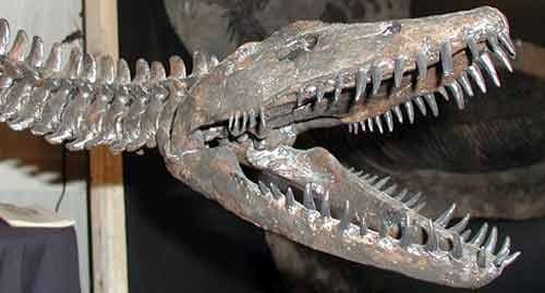 Crâne fossile de Plésiosaure (Plesiosaurus).
