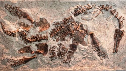 Plésiosaure femelle fossile avec son embryon juste à droite de l'os du bassin.