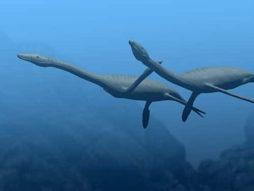 Plesiosaurus dolichodeirus.