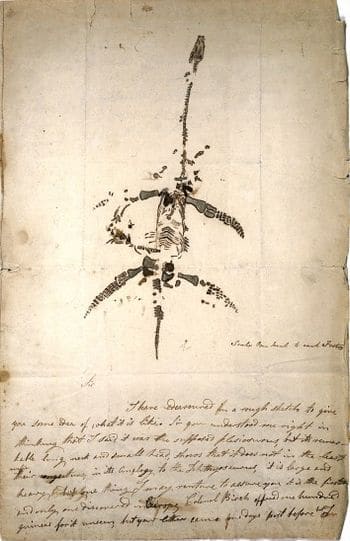 Lettre autographe concernant la découverte de Plesiosaurus de Mary Anning.