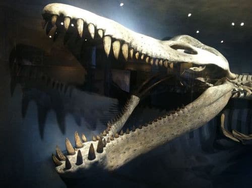 Crâne fossile du Pliosaure Kronosaurus.