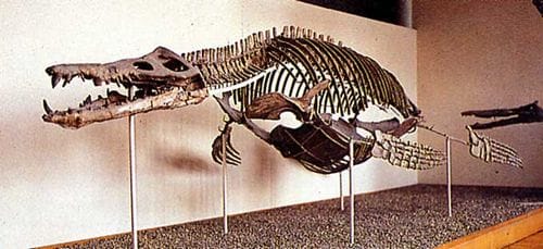 Squelette fossile du Pliosaure Liopleurodon ferox.