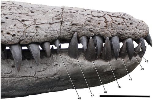 Avant de la mâchoire fossile avec ses dents du Pliosaurus kevani.