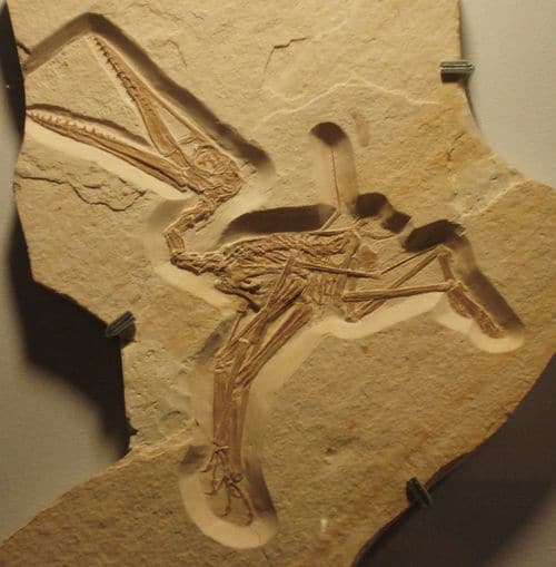 Pterodactylus fossile, ce genre est le premier Ptérosaure découvert et décrit, et d'abord nommé Ptérodactyle.