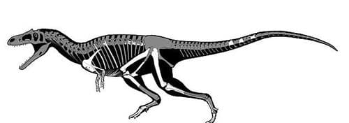 Fossiles retrouvés du dinosaure Gualicho.