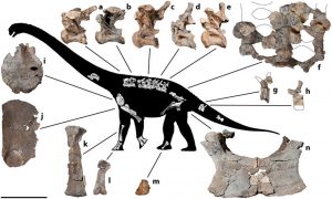 Fossiles du dinosaure Savannasaurus.