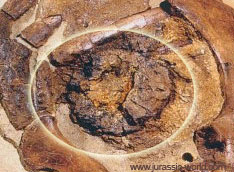Coeur de dinosaure fossilisé.