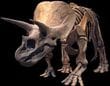 Triceratops fossile.