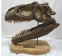 Reproduction d'un crâne d'Allosaurus Fragilis.