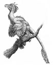 Microraptor, un dinosaure avec quatre ailes.