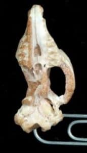Crâne fossile de Maelestes gobiensis.