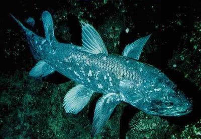 Un poisson coelacanthe.