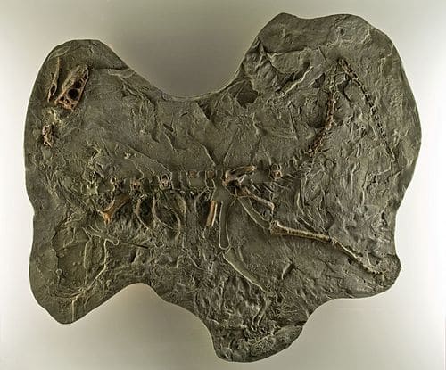 Fossile du dinosaure Panphagia.