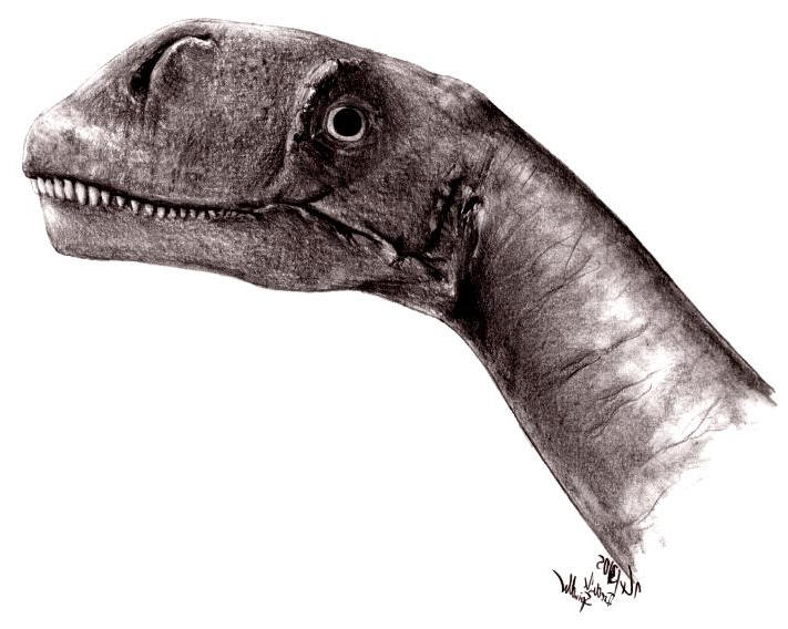 Abrosaurus.