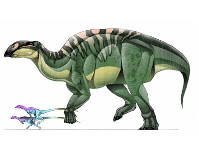 brachylophosaurus.