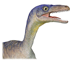Compsognathus.
