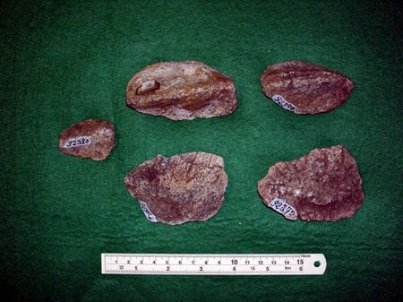 Fossiles d'ankylosaure Struthiosaurus provenant de Quarante, Hérault.