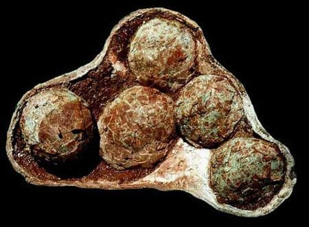 Nid d’ oeufs fossiles de dinosaure provenant de Cruzy (Hérault).
