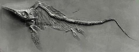 Fossile d'Ichtyosaure, un reptile marin.