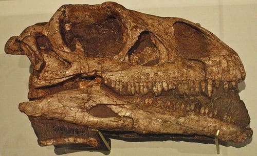 Crâne fossile du dinosaure Massospondylus.