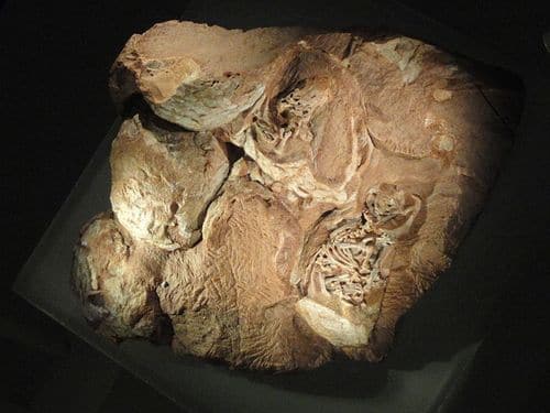Un nid d’oeufs fossiles du dinosaure Massospondylus, avec également des embryons fossilisés.