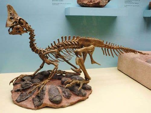 Squelette fossile d’Oviraptor et ses oeufs fossilisés, pondus dans un nid.