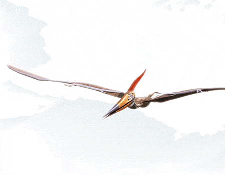 Pteranodon en vol, il fait partie de la famille des Ptérosaures, et il est âgé de 85 millions d'année.