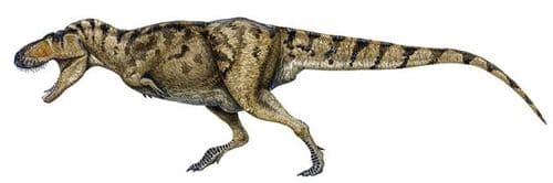 Tarbosaurus.