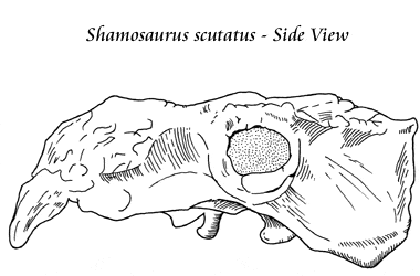 shamosaurus.