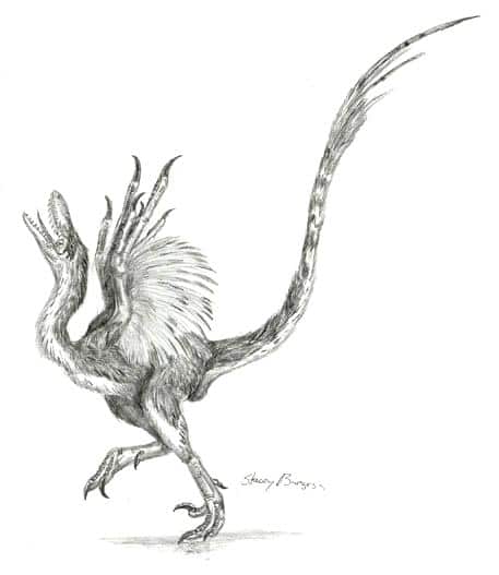 sinornithosaurus.