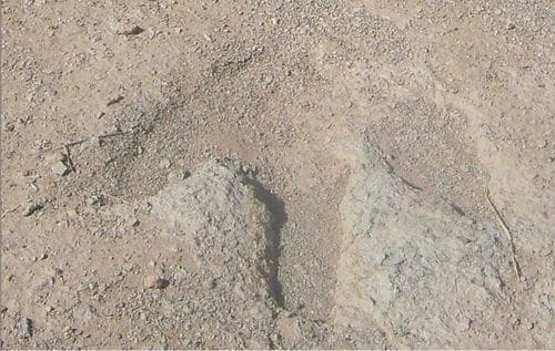 Empreintes fossiles de dinosaure à El Bayadh (Algérie).